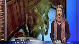 Dog trainer arrested in neglect case