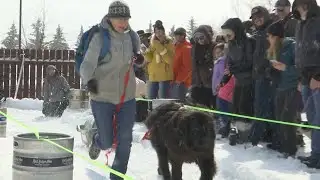 Dogs and owners convene in Red Lodge for Monster Dog Pull