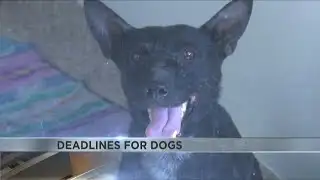 Dogs at PACC face deadlines as shelter is at dangerous census level