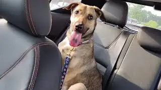 Dogs can learn from eavesdropping on humans, study funds