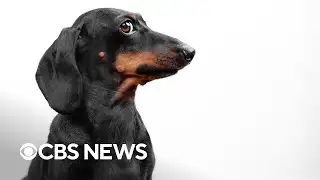 Dogs can learn new words by eavesdropping on people, study finds