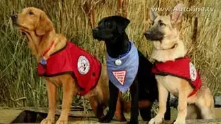 Dogs Help Make Fiat 500e More Noticeable