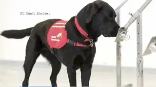 Dogs may be more effective than PCR tests to detect COVID