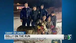 Dolly on the run: MSP help capture mini donkey