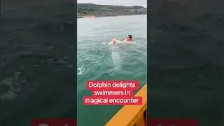 Dolphin delights swimmers in magical encounter
