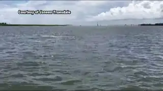 Dolphin Jumping Video