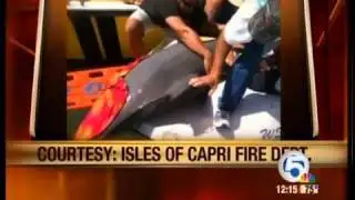 Dolphin jumps onto deck of charter boat