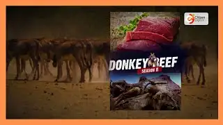 Donkey beef: Illegal trade persists a year after Citizen TV exposé