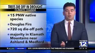 Douglas Fir trees dying in drought