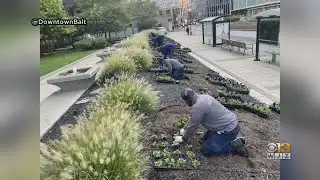 Downtown Partnership Plants Over 2,200 Purple Flowers To Celebrate Ravens