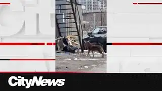 Downtown residents demand relocation of coyotes after attacks