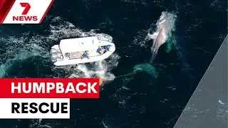 Dramatic rescue of stranded humpback whale | 7NEWS