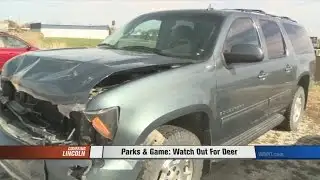 Drivers Beware: Deer On The Move