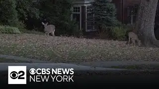 Drivers warned to beware as deer activity increases in suburbs