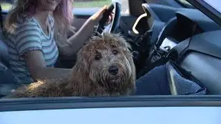 Driving with your dog could look different under proposed bill