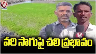 Drop In Temperature Across Telangana Impacts Paddy Cultivation | Karimnagar | V6 News