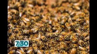 Drought and fire having devastating impact on honey production | 7.30