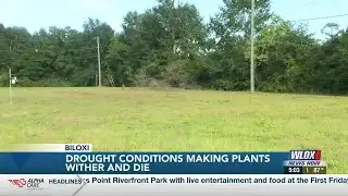 Drought conditions making plants wither and die