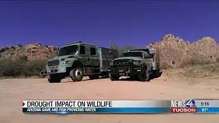 Drought Impact on Wildlife