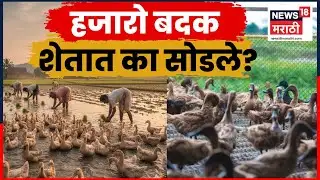 Duck Farming Video |