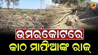 ଉମରକୋଟରେ କାଠ ମାଫିଆଙ୍କ ରାଜ୍ || Dumani Tv