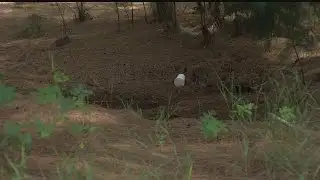 Dunbar residents want action on sludge dump site