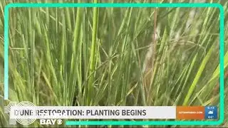 Dune restoration project now planting vegetation