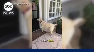 Dynamic dog