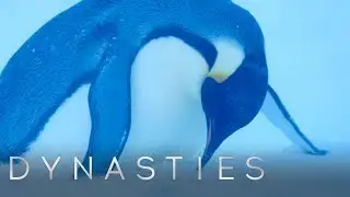 Dynasties Crew Rescues the Trapped Penguins | Dynasties | BBC Earth