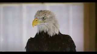 Eagle Rescue