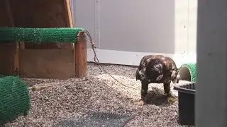 Eagle Rescued By Army Veteran Finds New Home