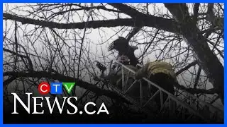 Eagle rescued from tree