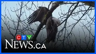 Eagle rescued from tree after wing caught in branches