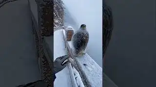 Eagles Can Never Freeze In Ice. #shorts