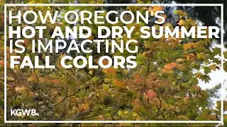 Early fall colors could mean stressed trees