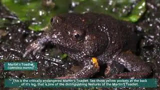 East Gippsland Post Fire Frog Surveys | Bushfire Update