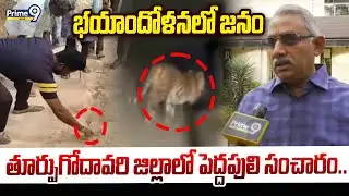 తూర్పుగోదావరి జిల్లాలో పెద్దపులి సంచారం.. భయాందోళనలో జనం | East Godavari District | Prime9 News