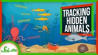 eDNA: How Scientists See Hidden Animals