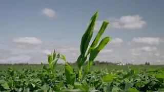 Effective Plans for Controlling Weeds and Volunteer Corn