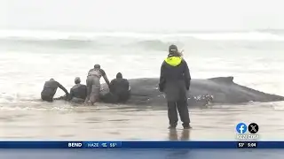 Efforts underway to save beached whale in Yachats