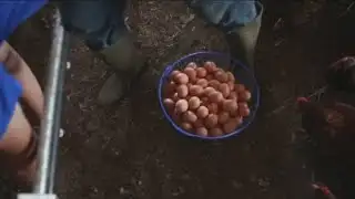 Egg prices drop after record high prices