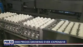 Egg prices growing ever-expensive amid bird flu concerns | FOX 13 Seattle