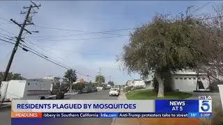 El Segundo residents plagued by mosquitoes