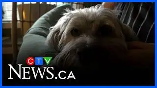 ElderDog volunteers needed