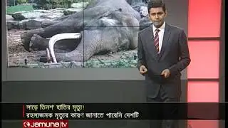 এ যেন হাতির গোরস্থানে পরিণত হয়েছে | #Elephant