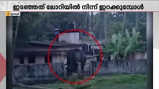 ലോറിയിൽ നിന്നിറക്കുന്നതിനിടെ തൃപ്രയാറിൽ ആനയിടഞ്ഞു; പരിഭ്രാന്തി പരത്തി 