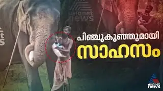 പിഞ്ചുകുഞ്ഞിനെ ആനയുടെ തുമ്പിക്കൈയിലിരുത്തി പാപ്പാന്‍റെ സാഹസം; സംഭവം ഹരിപ്പാട് | Elephant