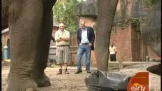 Elephant Checks Luggage