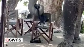 Elephant picks up tourist