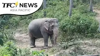 Elephant Sanctuary | TFC News